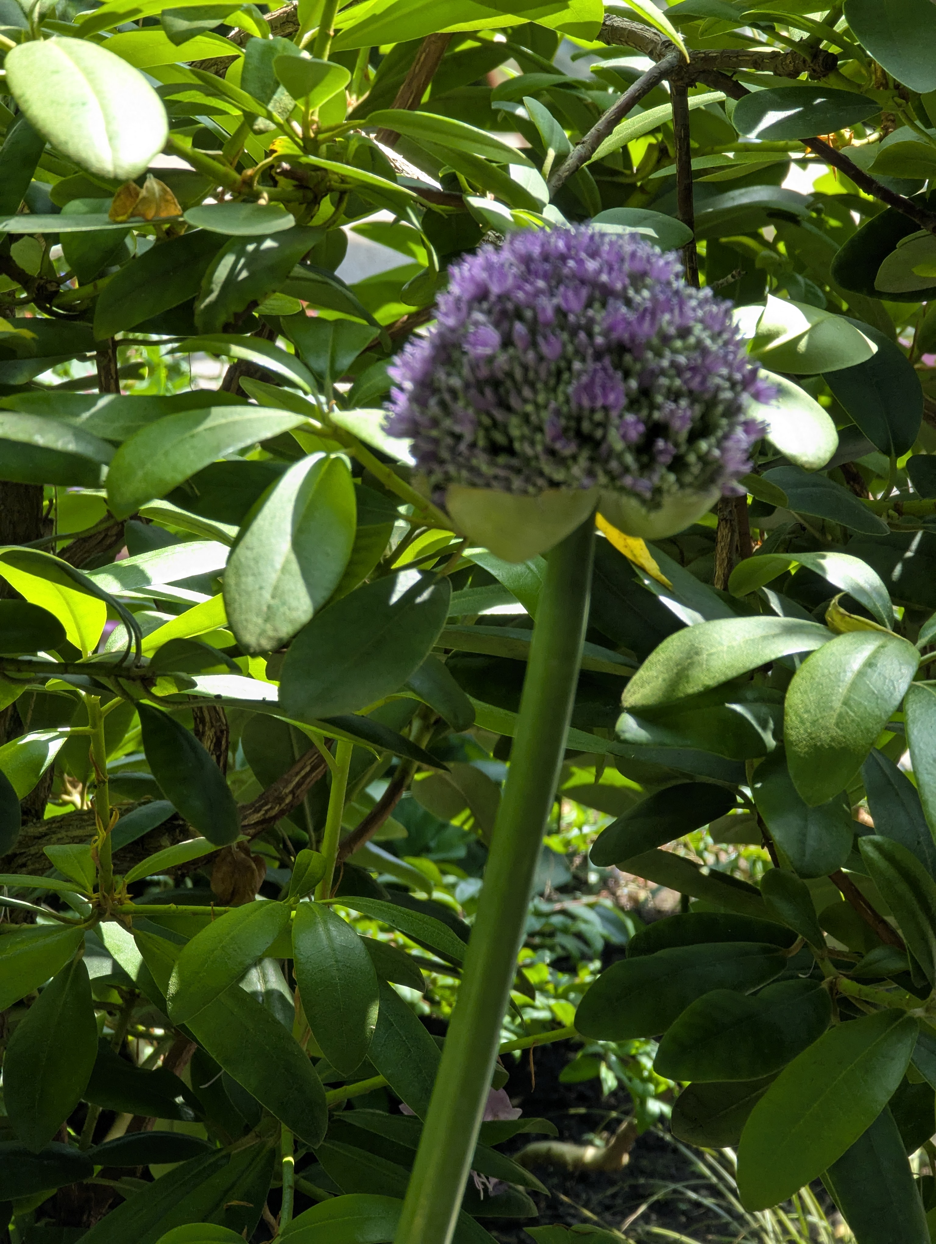 Birthday Trip to Canada, Edmonton, Pyramids, Muttart Observatory